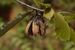 Pterospermum xylocarpum